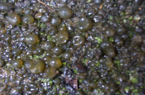 Algae blisters