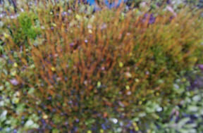 Moss spores