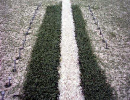 Repaired synthetic grass streched seam